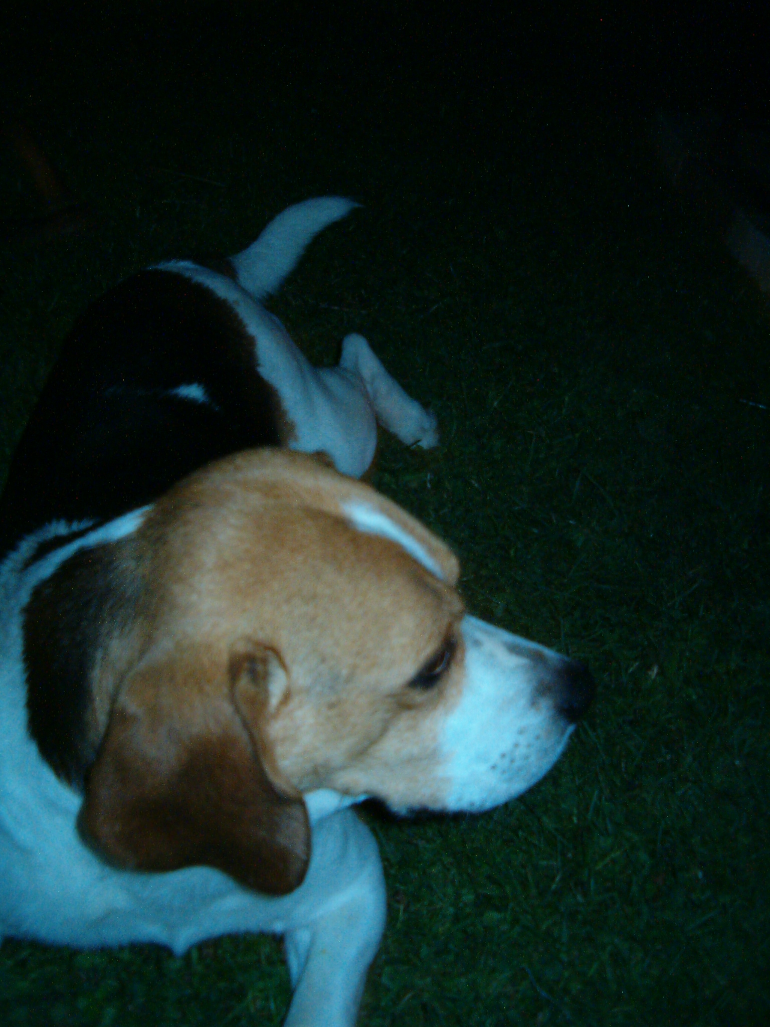 Potvůrky 2007 026.jpg